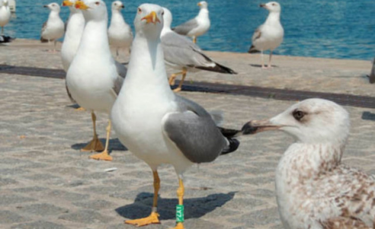 Confirman un caso de gripe aviar en una gaviota en Vigo