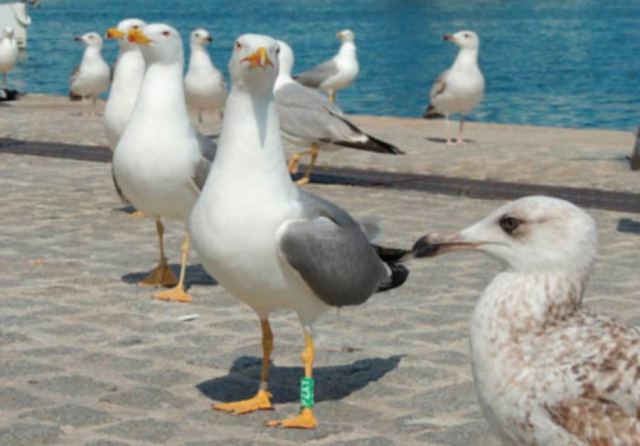 Confirman un caso de gripe aviar en una gaviota en Vigo