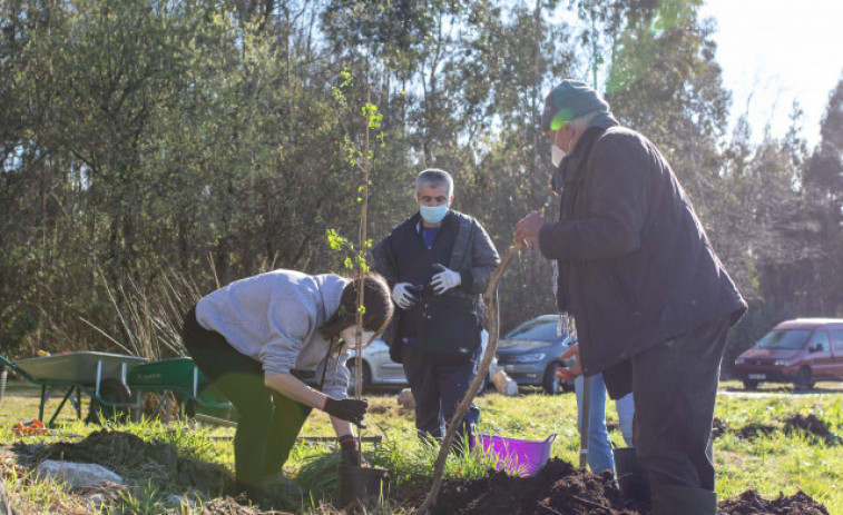 Los voluntarios de Hijos de Rivera reforestan con árboles autóctonos una parcela en Irixoa