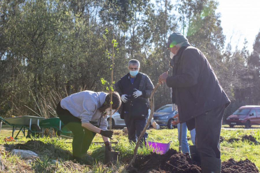 Los voluntarios de Hijos de Rivera reforestan con árboles autóctonos una parcela en Irixoa