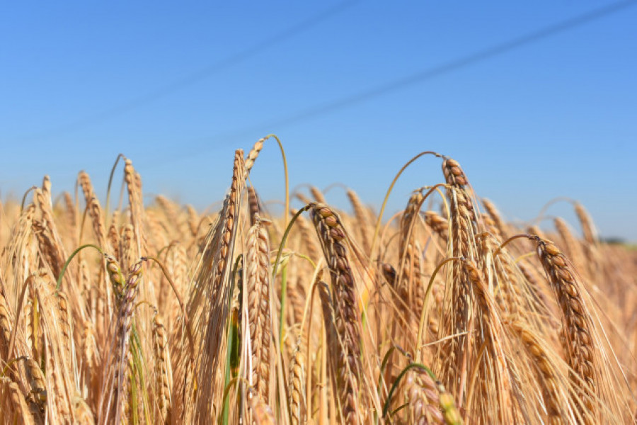 Serbia prohíbe la exportación de trigo, maíz, harina y aceite
