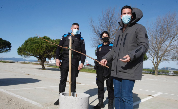 ¿Quién ha talado los más de 130 árboles que A Illa plantó en el aparcamiento de O Bao?