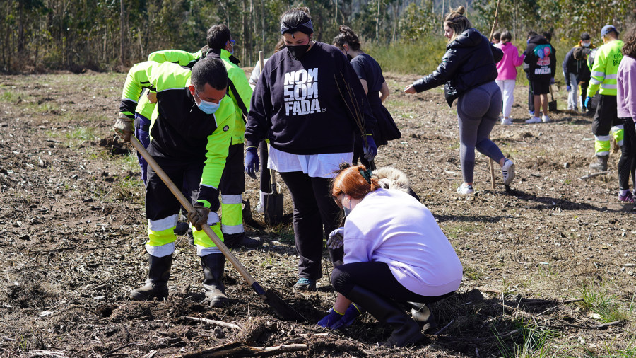 Inician la reforestación con 2.000 castaños de un monte de Leiro afectado por el incendio de 2019