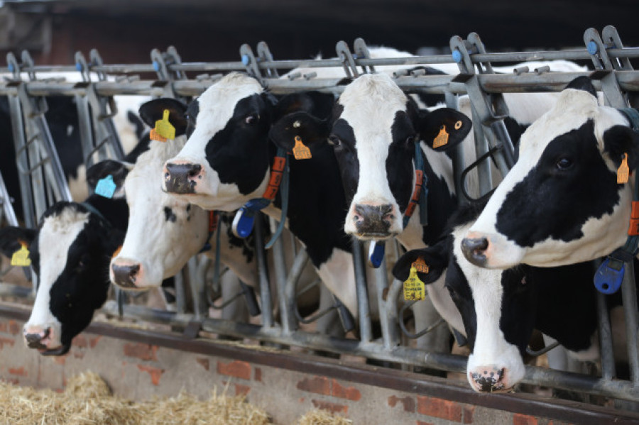 El precio del litro de leche alcanza nuevo récord en Galicia, con 57,6 céntimos