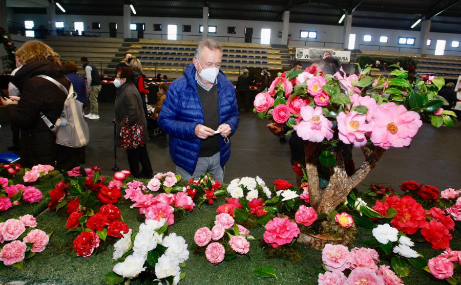 Vilanova inaugura la sexta “Mostra da Camelia” con setenta expositores y más de cien metros de flores