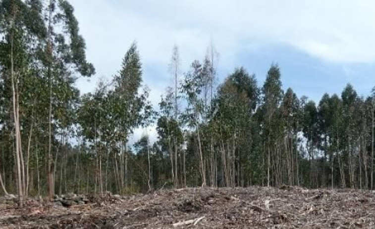 La Xunta saca a subasta 23 lotes de madera en la provincia de A Coruña valorados en más de 400.000 euros