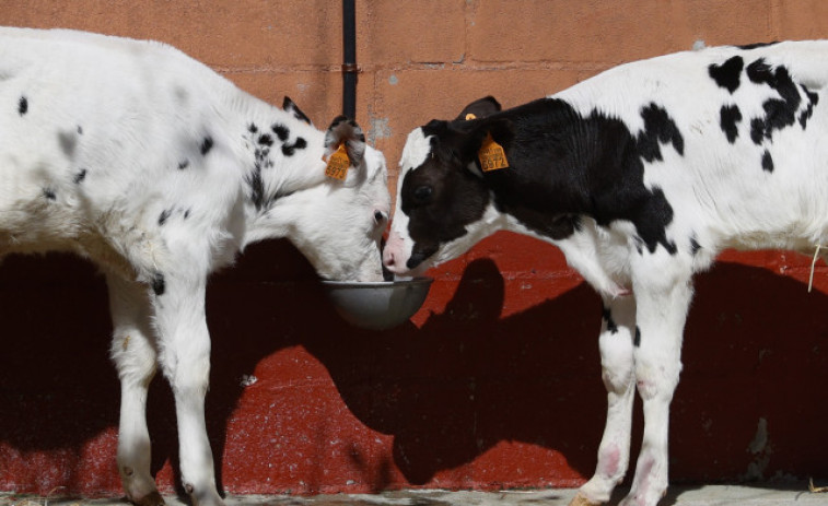 Denuncian que la producción de leche “a pérdidas” continúa