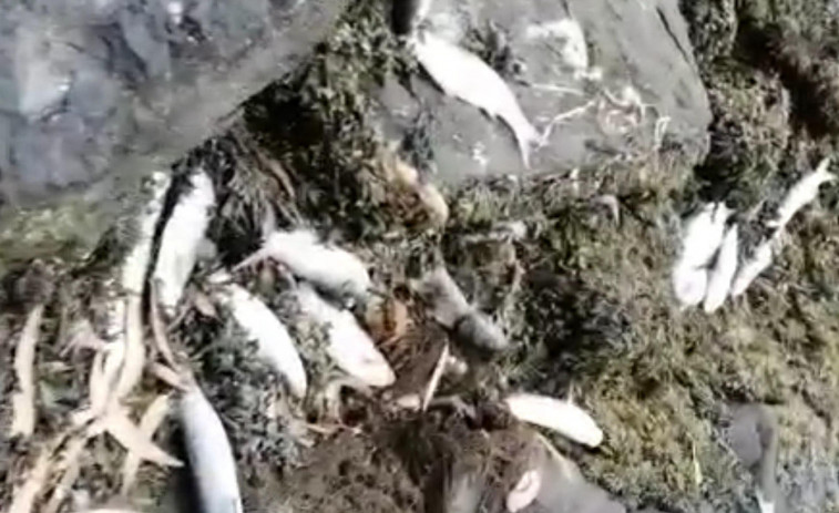Aparecen cientos de peces muertos en la orilla del Ulla bajo el muelle de Leiro