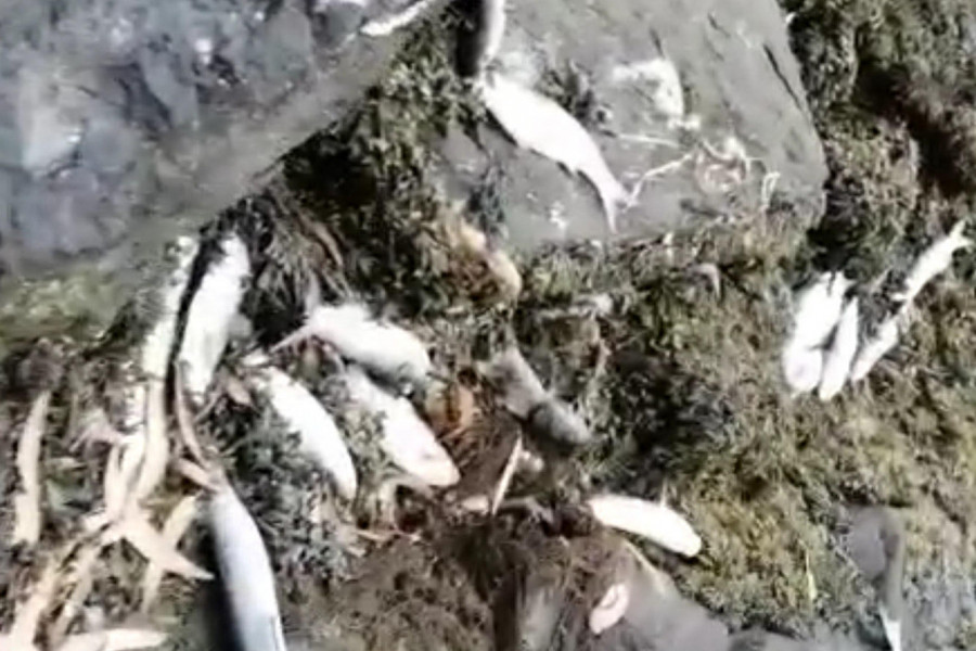 Aparecen cientos de peces muertos en la orilla del Ulla bajo el muelle de Leiro