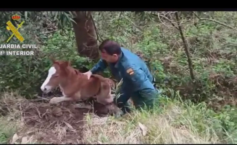 La Guardia Civil rescata un potro de una zanja en Meis