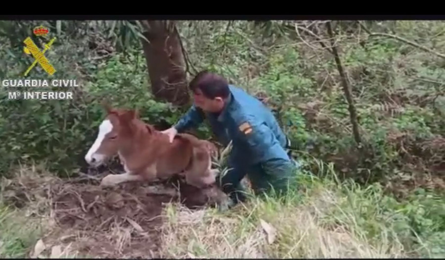 La Guardia Civil rescata un potro de una zanja en Meis