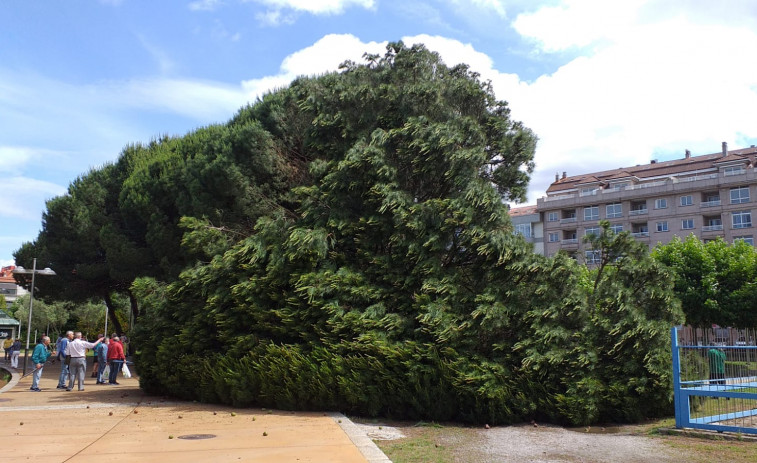 Cae un árbol de grandes dimensiones sobre el paseo de A Concha