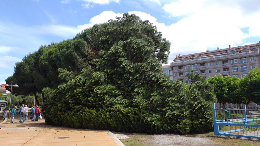 Cae un árbol de grandes dimensiones sobre el paseo de A Concha