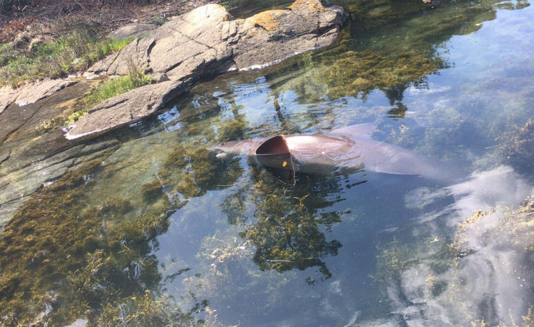 Un tiburón de unos dos metros vara en la zona de O Esteiro de Vilanova de Arousa