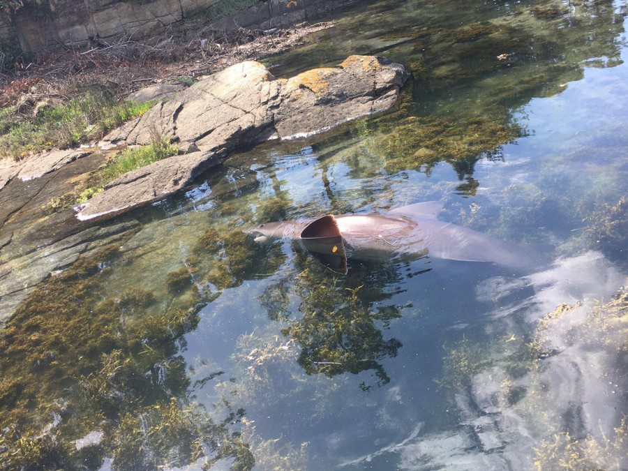 Un tiburón de unos dos metros vara en la zona de O Esteiro de Vilanova de Arousa