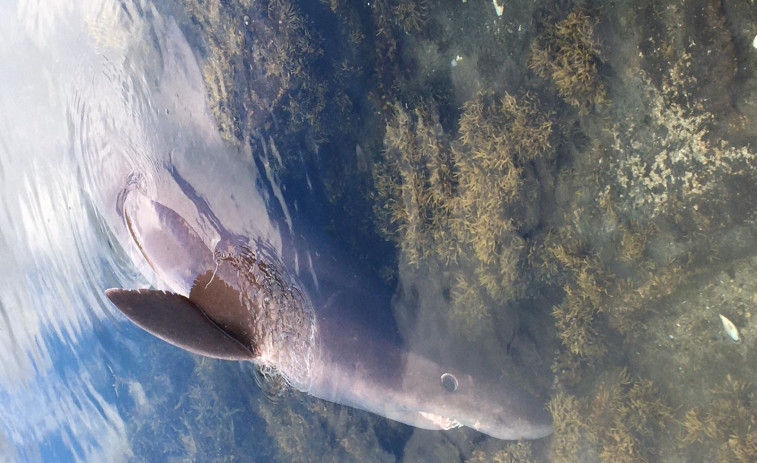 La identificación del tiburón varado en Vilanova como un solrayo puede suponer un hito científico