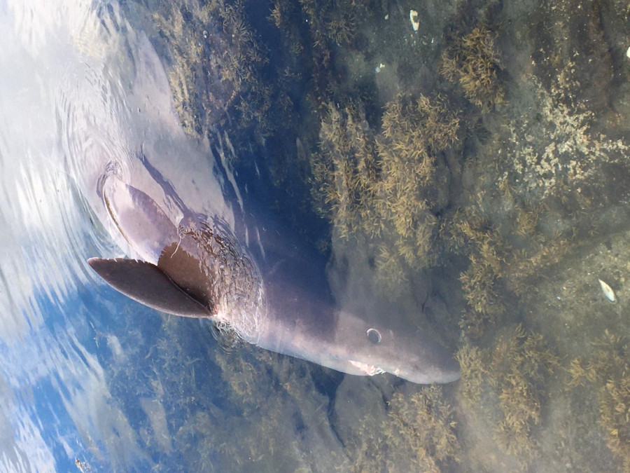 La identificación del tiburón varado en Vilanova como un solrayo puede suponer un hito científico