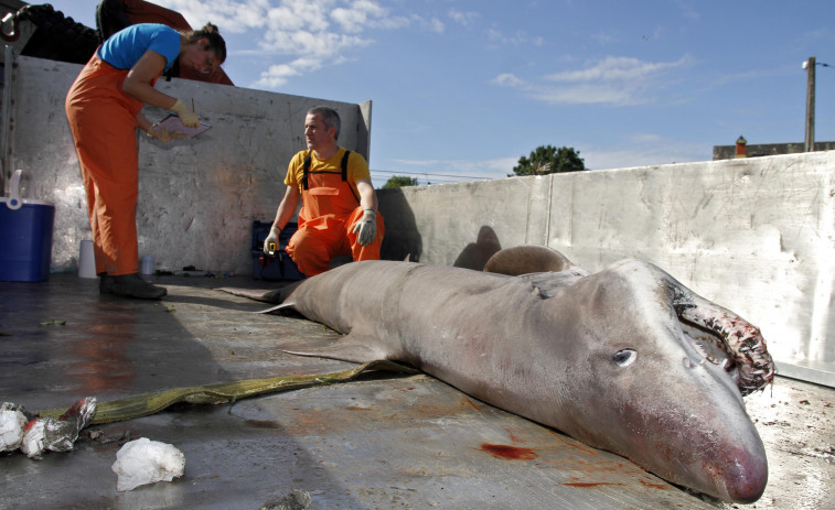 Sospechan que el tiburón solrayo se adentró en la ría debido a su “deficiente estado de saúde”