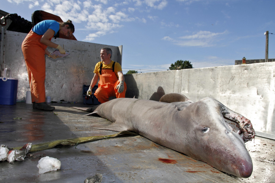 Sospechan que el tiburón solrayo se adentró en la ría debido a su “deficiente estado de saúde”