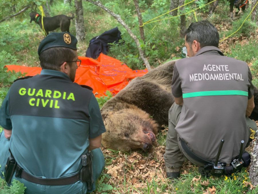 Buscan a un osezno en Palencia tras despeñarse su madre al defenderse de un macho