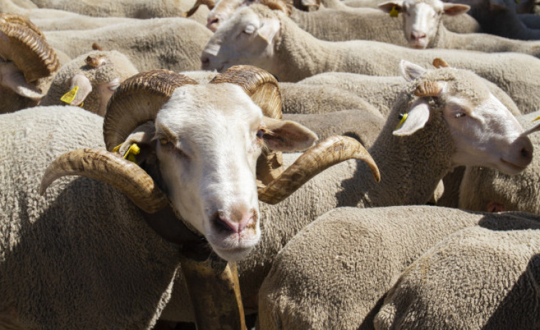Nueva Zelanda impondrá tasas a las emisiones por los eructos de ovejas y vacas