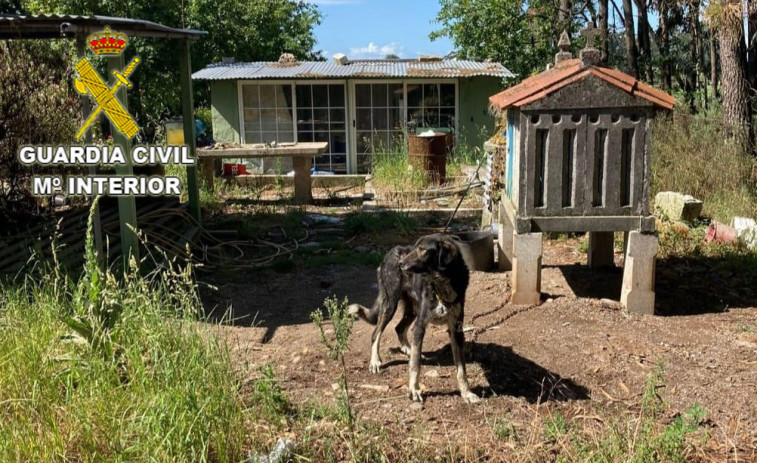 Una pareja de Meis, investigada por la vía penal por la muerte de un perro y el maltrato de otro