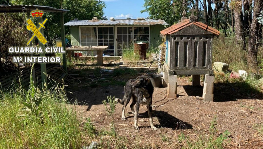 Una pareja de Meis, investigada por la vía penal por la muerte de un perro y el maltrato de otro