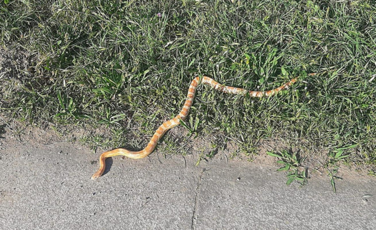Aparece una serpiente exótica en el entorno de la plaza de abastos