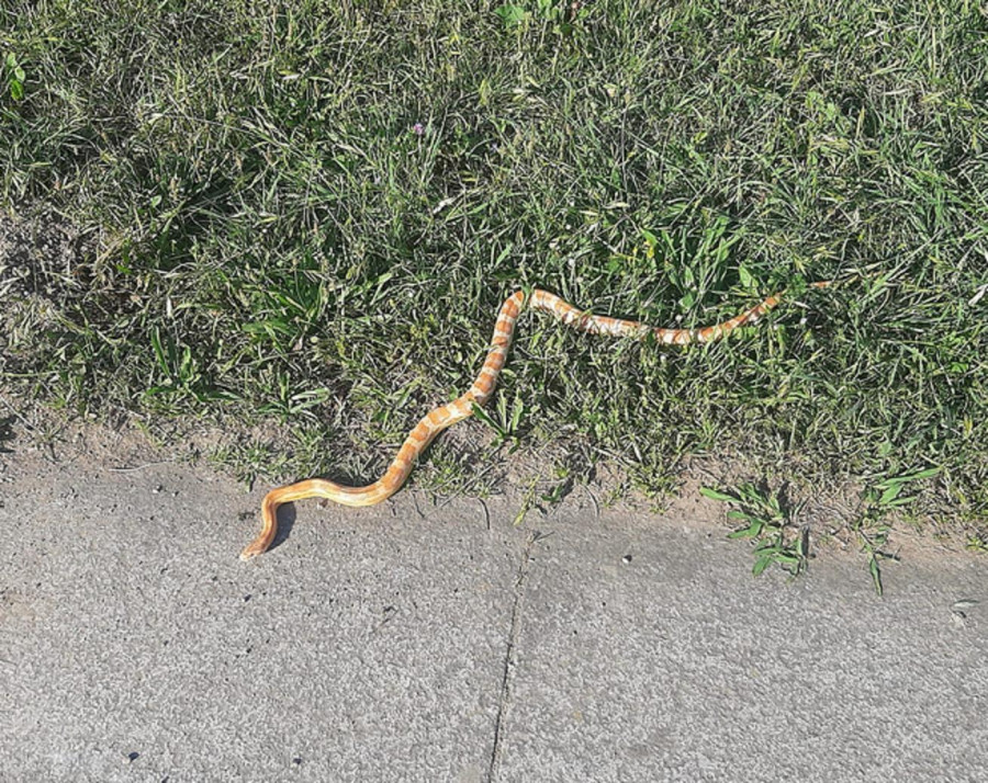 Aparece una serpiente exótica en el entorno de la plaza de abastos