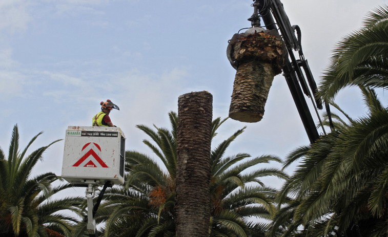 El gobierno cambadés acusa el BNG de “absoluto descoñecemento” sobre las palmeras del paseo