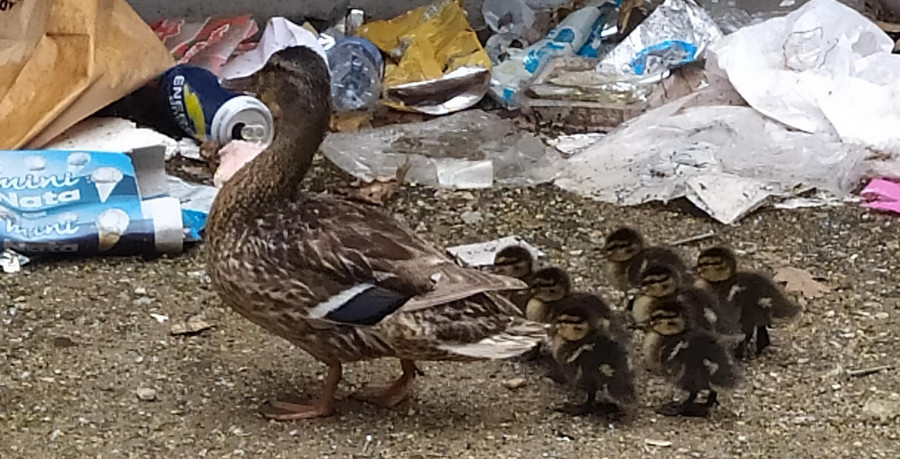 Irresponsabilidades que provocan la separación de una pata silvestre de sus crías