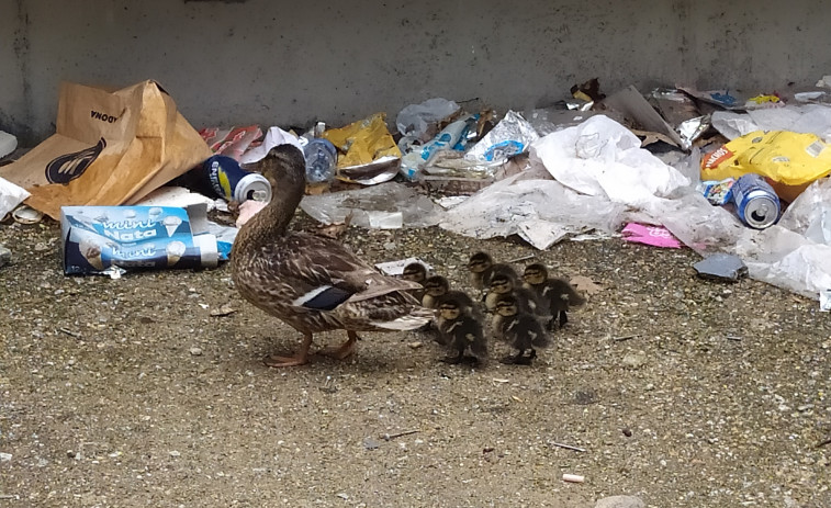 Surgen críticas a las deficiencias en la Casa da Xuventude de Ribeira y a la basura esparcida por su recinto