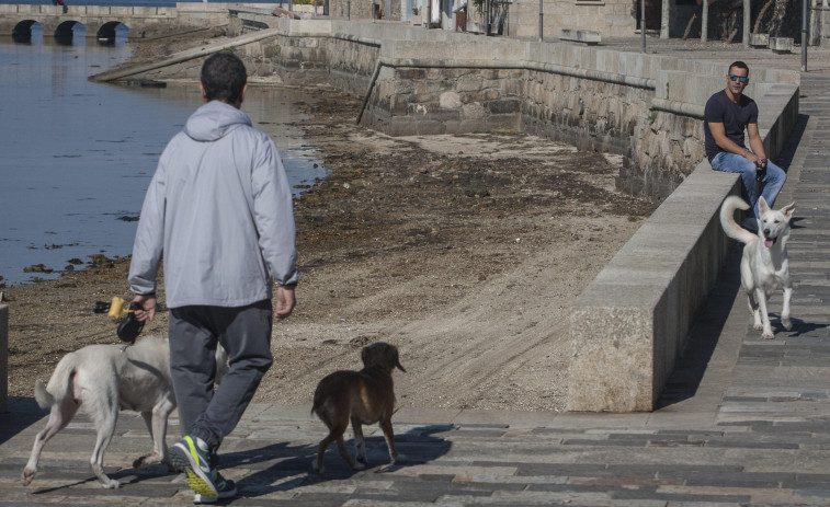 El Concello recoge aportaciones a su primera ordenanza municipal de bienestar animal