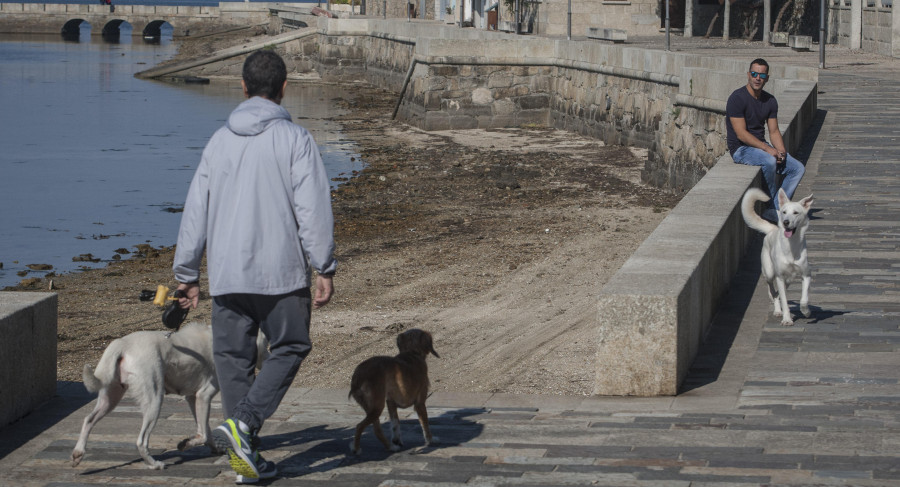 El Concello recoge aportaciones a su primera ordenanza municipal de bienestar animal