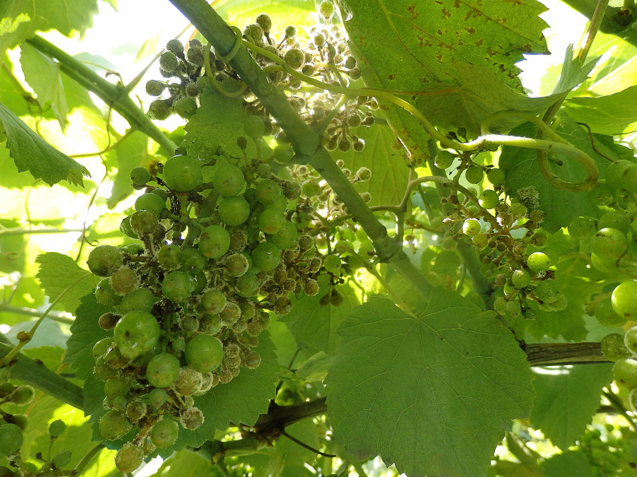 El riesgo del mildiu y también de oídio aumenta para la cosecha de albariño