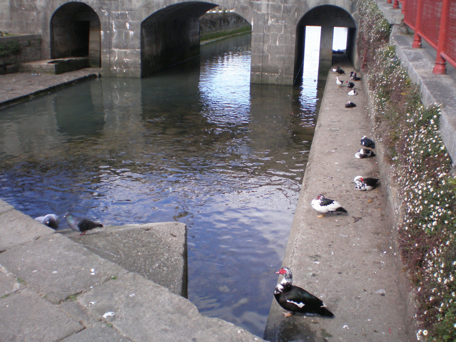 Pillan a unos menores desplumando a los patos de O Con