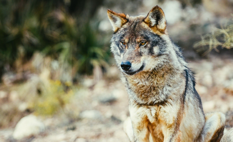 Los perros descienden de dos poblaciones distintas de lobos