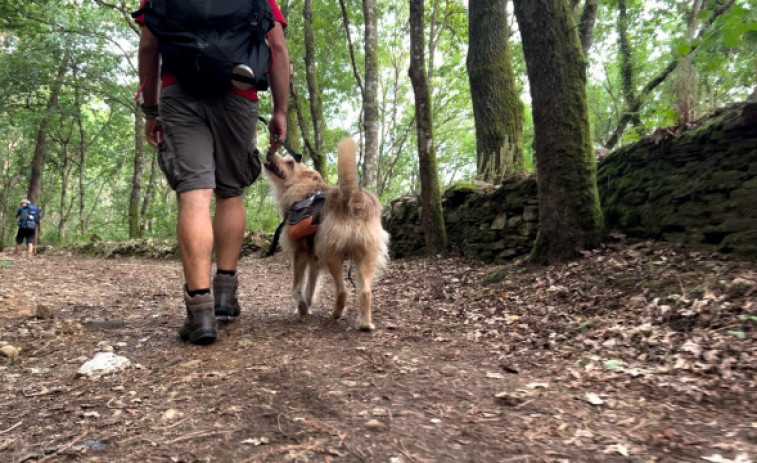 Las rutas xacobeas a cuatro patas: unos 5.000 'perregrinos' hacen el Camino de Santiago cada año