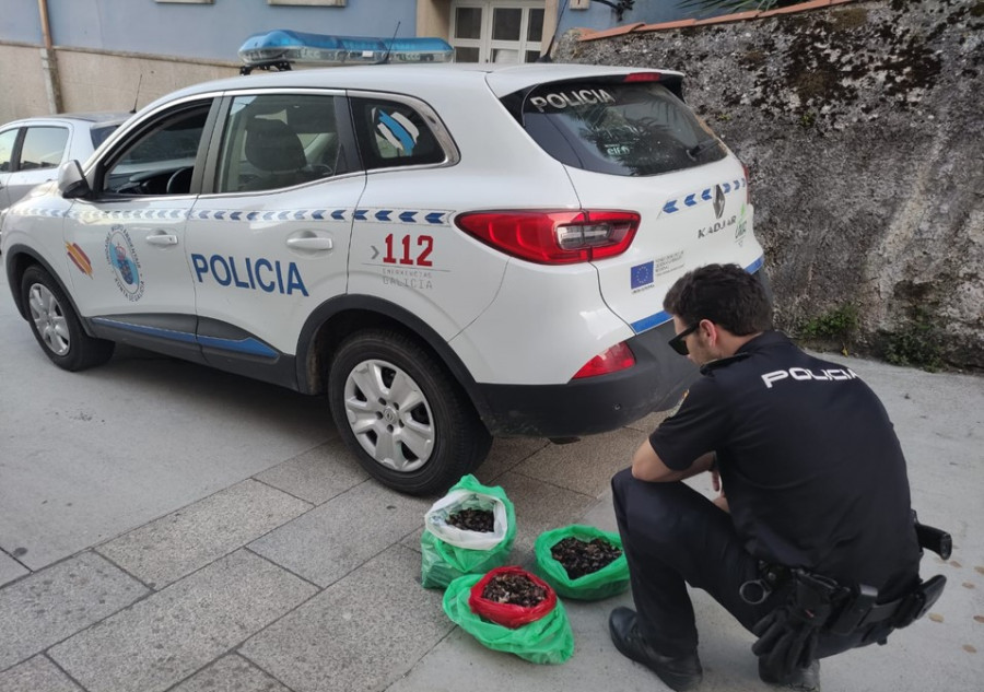 Decomisados 21 kilos de percebes extraídos de manera ilegal cerca del faro de Corrubedo, en Ribeira