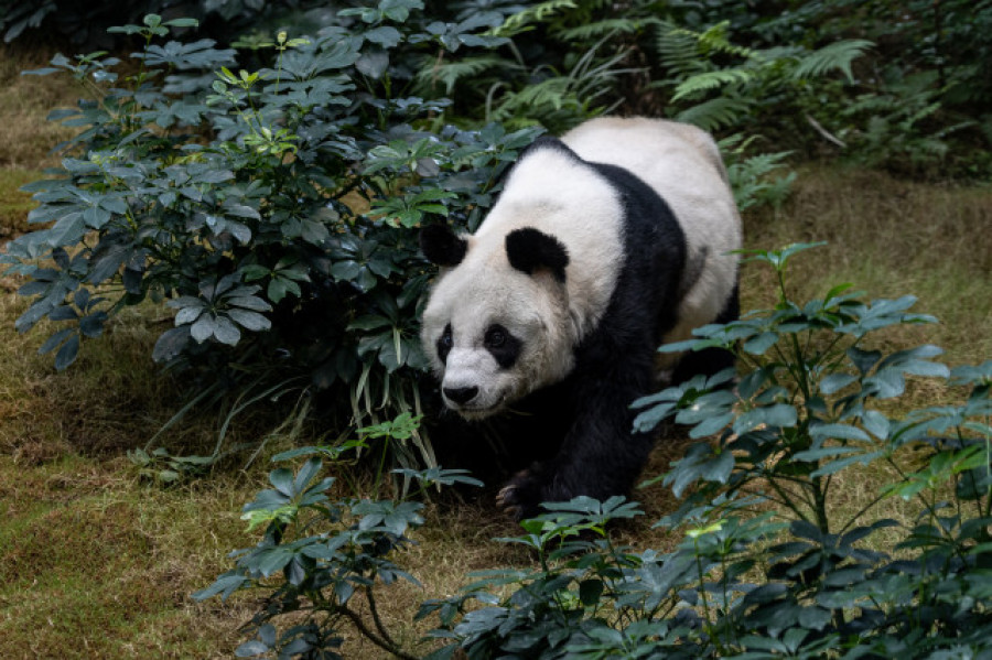 Fallece en Hong Kong An An, el panda más anciano del mundo en cautividad