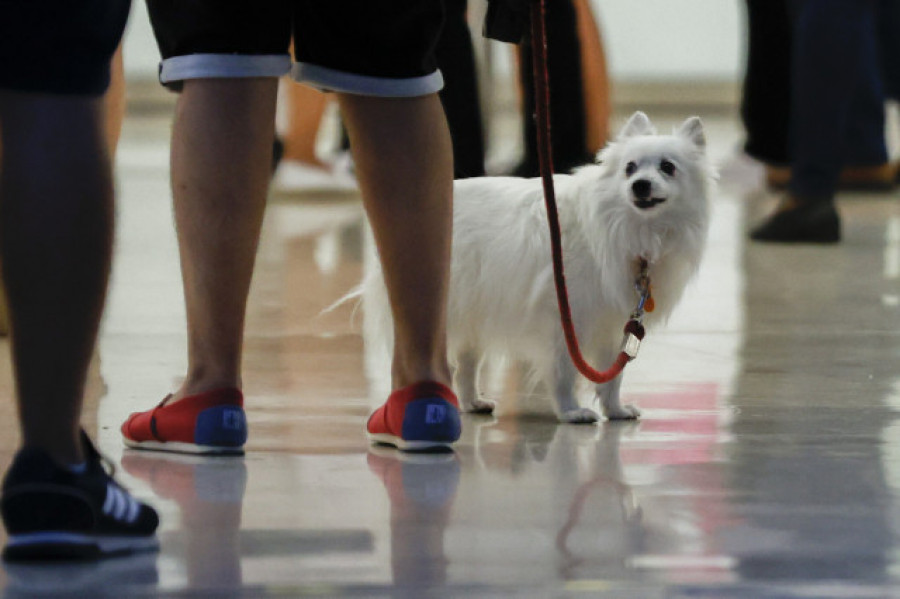 Uno de cada cuatro hogares españoles tiene perro, un animal "terapéutico"