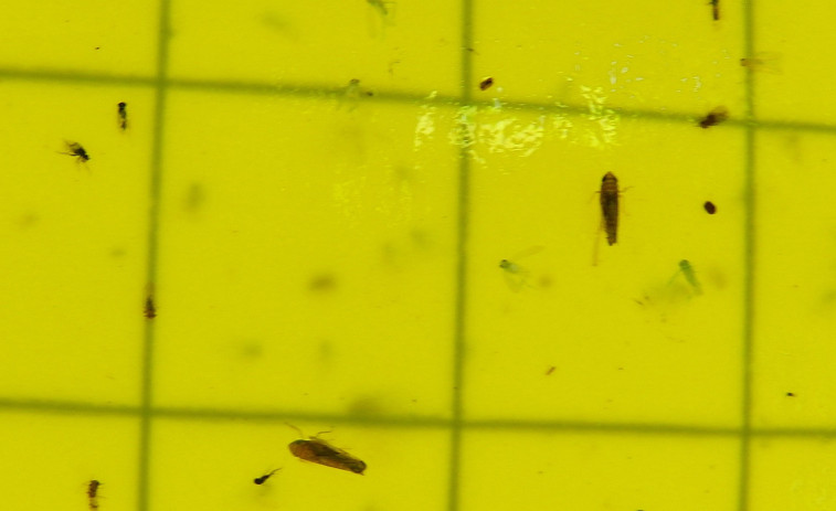 Areeiro analiza los ejemplares de un insecto vector de una grave enfermedad que puede matar viñedos afectados