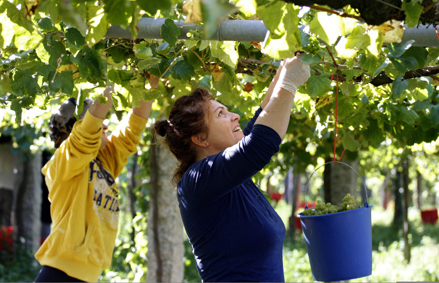 Rías Baixas prevé otra vendimia histórica, con 41 millones de kilos, pero pendiente de la sequía