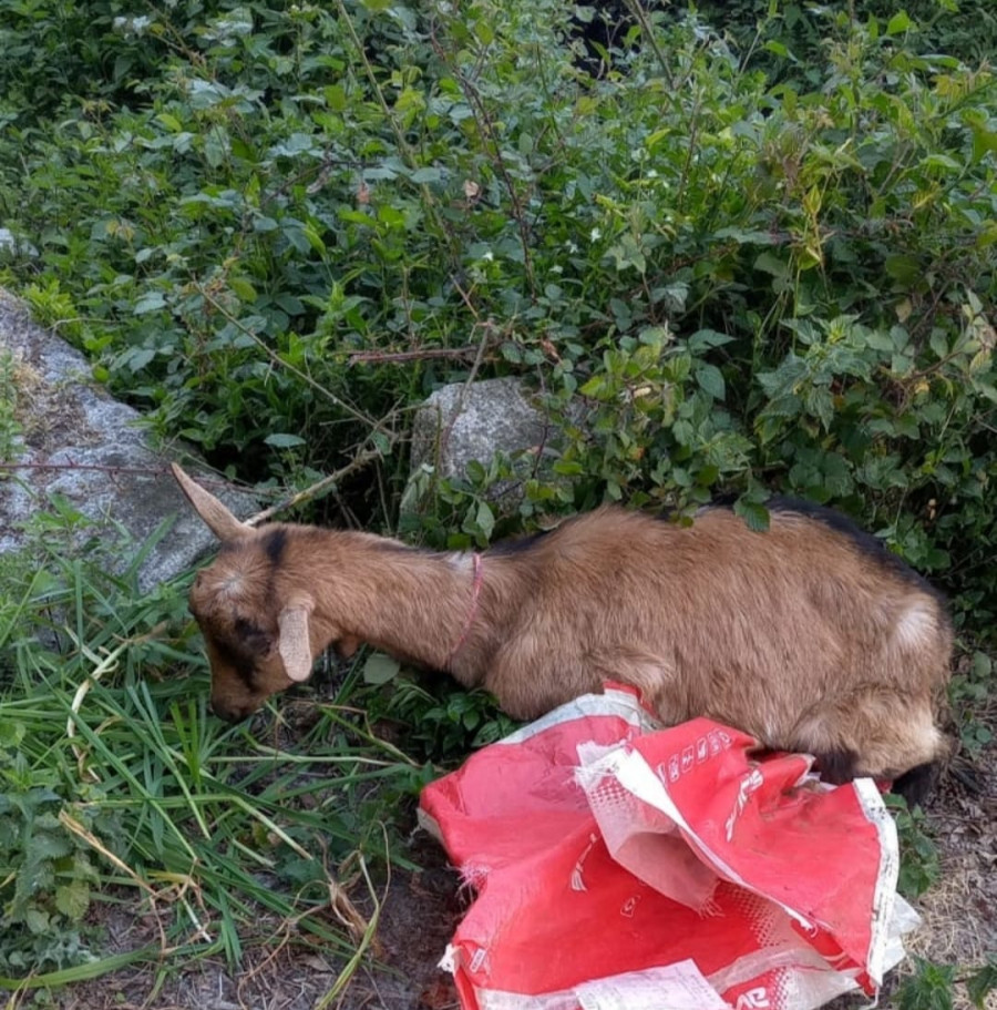 Un vecino denuncia la aparición de dos cabras moribundas en un riachuelo de Tremoedo