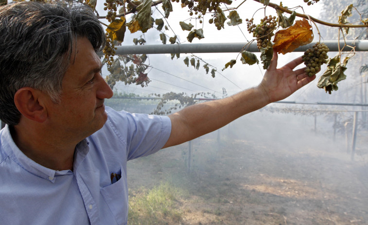 Un incendio en San Martiño de Meis daña cerca de 2.000 metros de viñedos de Terra de Asorei