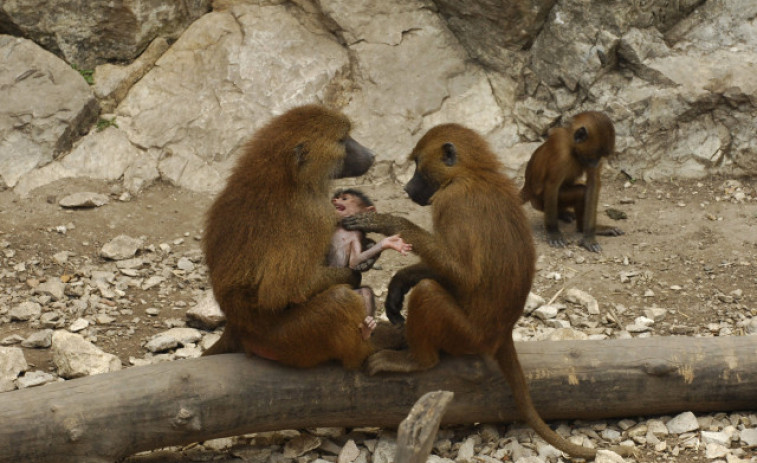 Un Tinder para monos; tecnología para entender las emociones de los simios