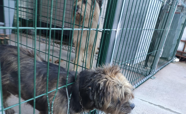 Callejeros Barbanza denuncia la precaria situación de los perros en los caniles del Concello de Boiro