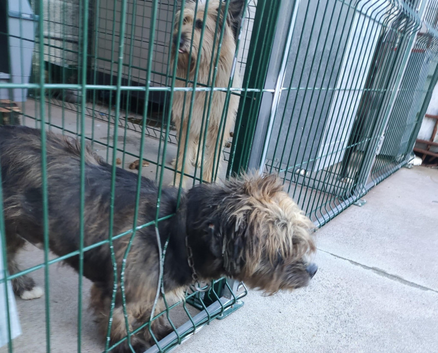 Callejeros Barbanza denuncia la precaria situación de los perros en los caniles del Concello de Boiro