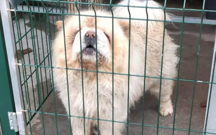 Boiro retomará su propuesta para entregar los perros abandonados en la perrera municipal de Ribeira