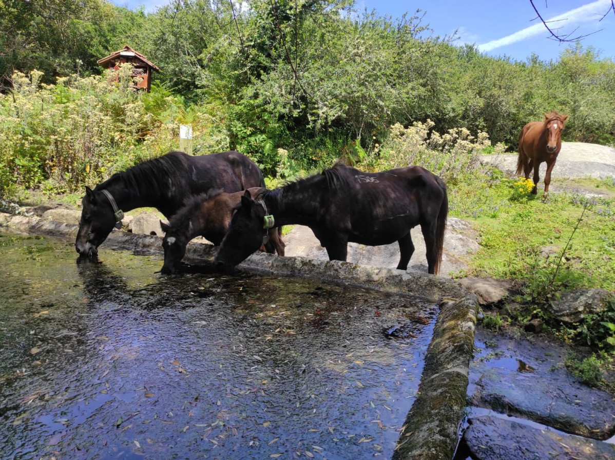 220820 CABALOS SALVORA 1